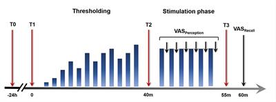 The Role of Chronic Stress in Normal Visceroception: Insights From an Experimental Visceral Pain Study in Healthy Volunteers